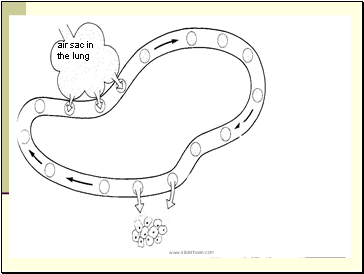 air sac in the lung