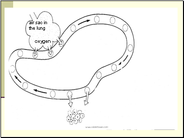 air sac in the lung