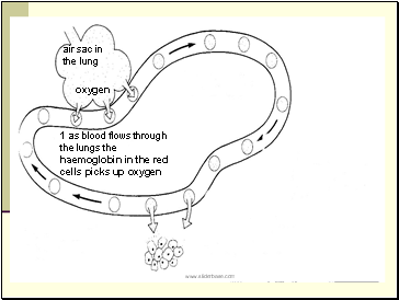 air sac in the lung