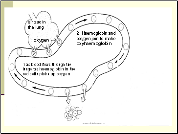 air sac in the lung