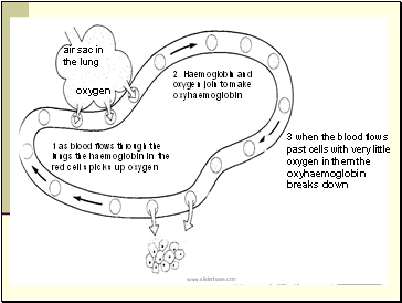 air sac in the lung