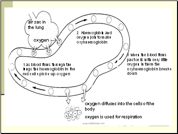 air sac in the lung