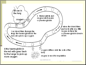 air sac in the lung