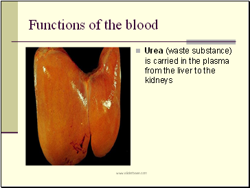 Functions of the blood