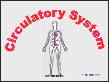 Circulatory System