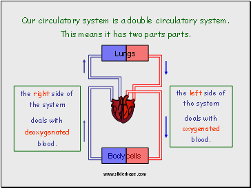 Our circulatory system is a double circulatory system.
