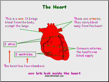 The Heart