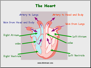 The Heart