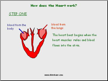 How does the Heart work?