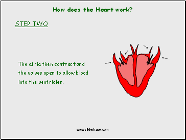 How does the Heart work?