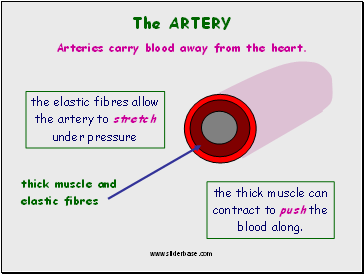 The Artery