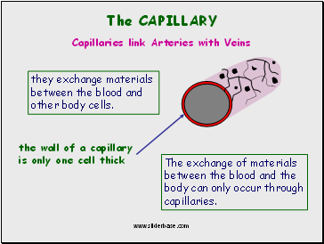 The Capillary