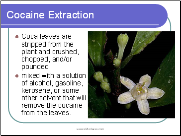 Cocaine Extraction