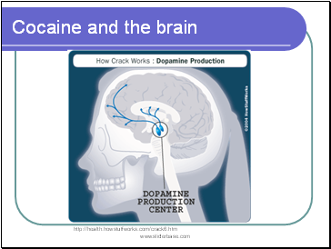 Cocaine and the brain
