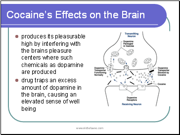 Cocaines Effects on the Brain
