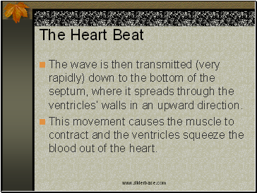 The Heart Beat