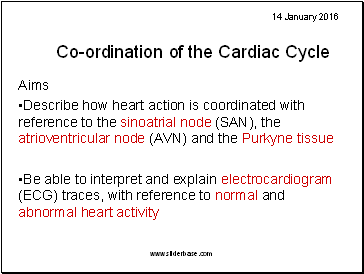 Co-ordination of the Cardiac Cycle