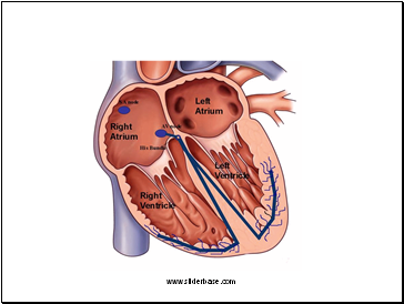 Co-ordination of the Cardiac Cycle