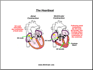 Co-ordination of the Cardiac Cycle