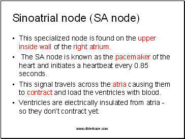 Sinoatrial node (SA node)