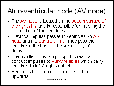 Atrio-ventricular node (AV node)