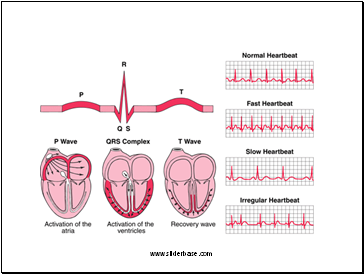 Electrocardiograph