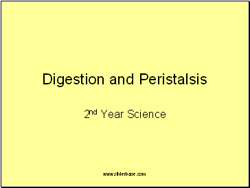 Digestion and Peristalsis