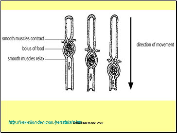 http://www.lionden.com/peristalsis.htm