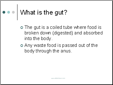 What is the gut?