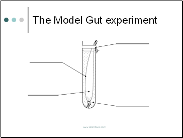 The Model Gut experiment