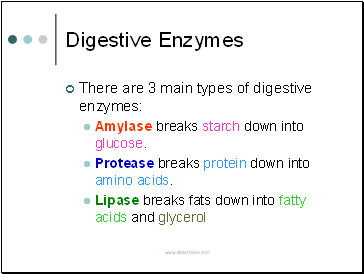 Digestive Enzymes