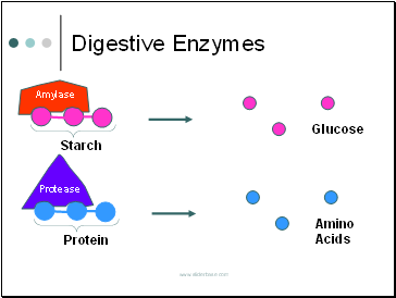 Digestive Enzymes