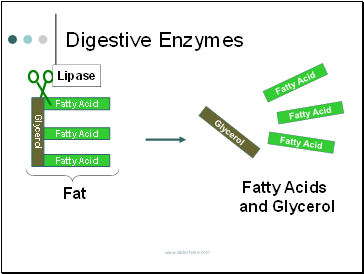 Digestive Enzymes