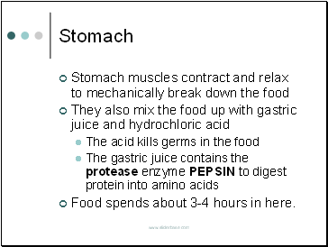 Stomach