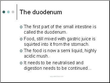 The duodenum