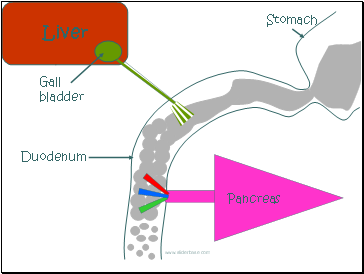 Liver