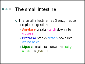 The small intestine