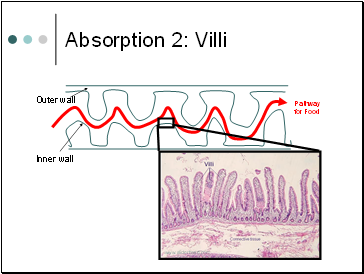 Absorption 2: Villi