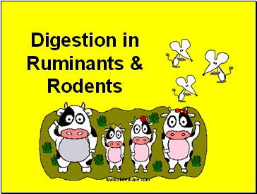 Digestion in Ruminants & Rodents