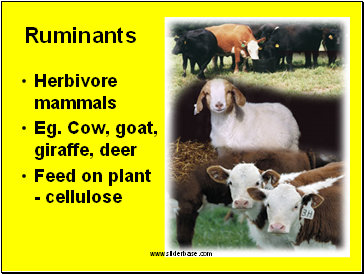 Ruminants