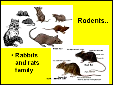 Rodents