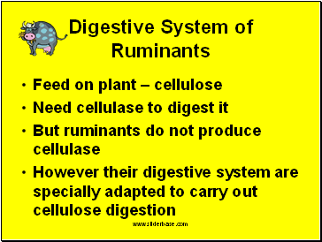 Digestive System of Ruminants