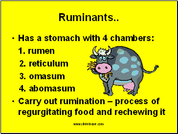 Ruminants