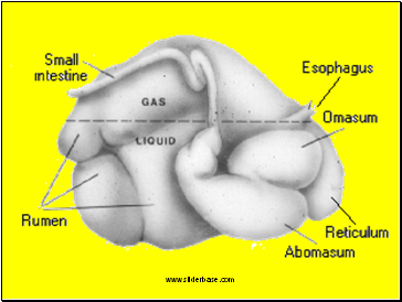 Digestive System of Ruminants