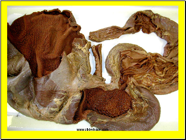 Digestive System of Ruminants