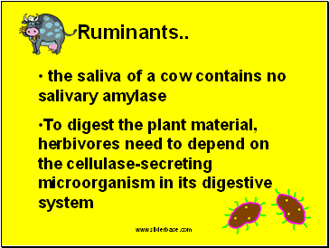 Ruminants