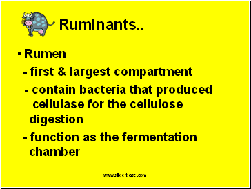 Ruminants