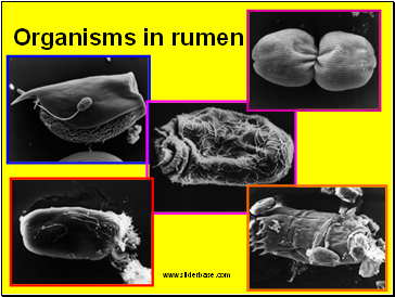 Organisms in rumen