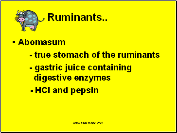 Abomasum