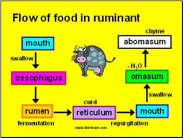 Flow of food in ruminant